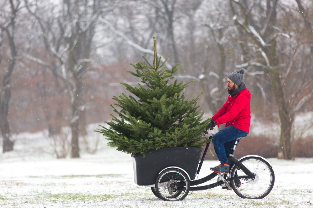 Mann transportiert Christbaum mit Lastenrad im Schnee
